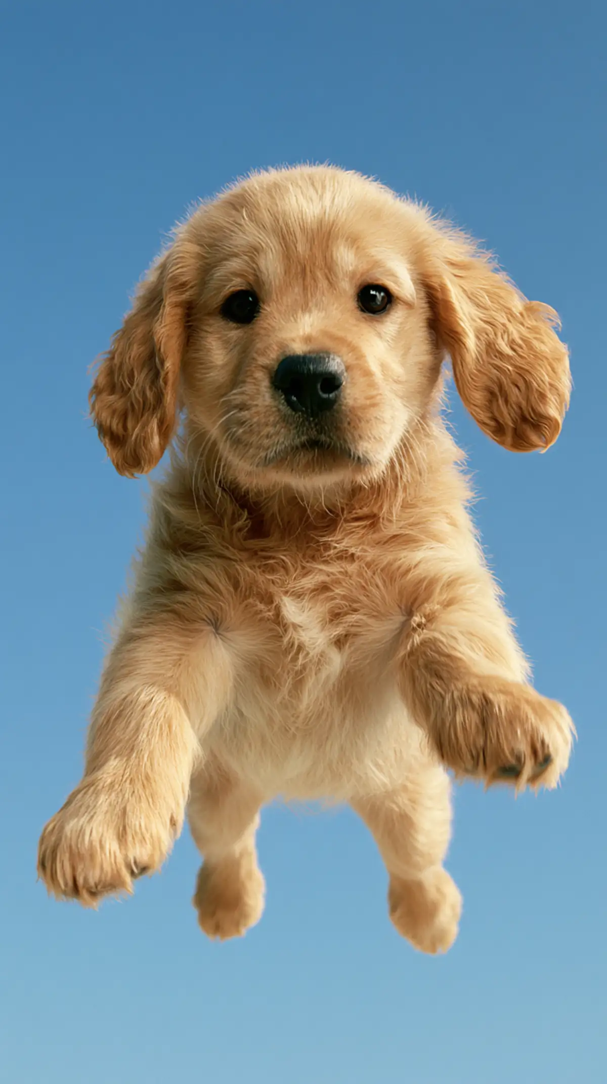 A small golden-yellow puppy soaring through a clear azure sky