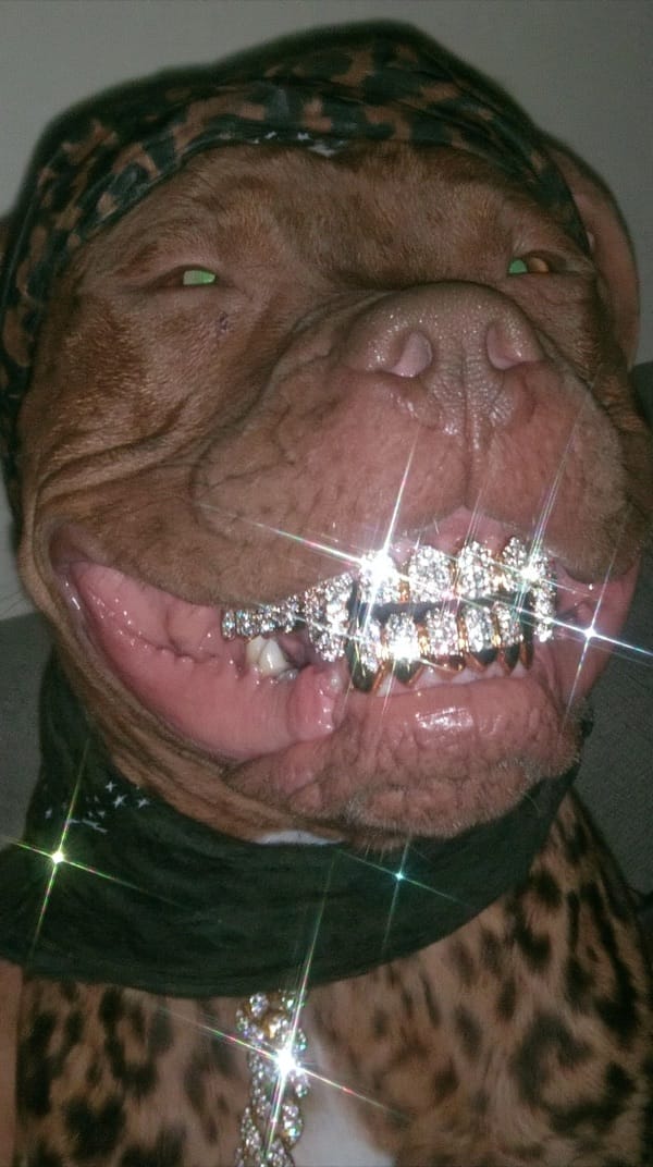 An American bully with leopard-print fur and a silky durag grinning at the camera, showing diamond-encrusted gold grillz under harsh flash